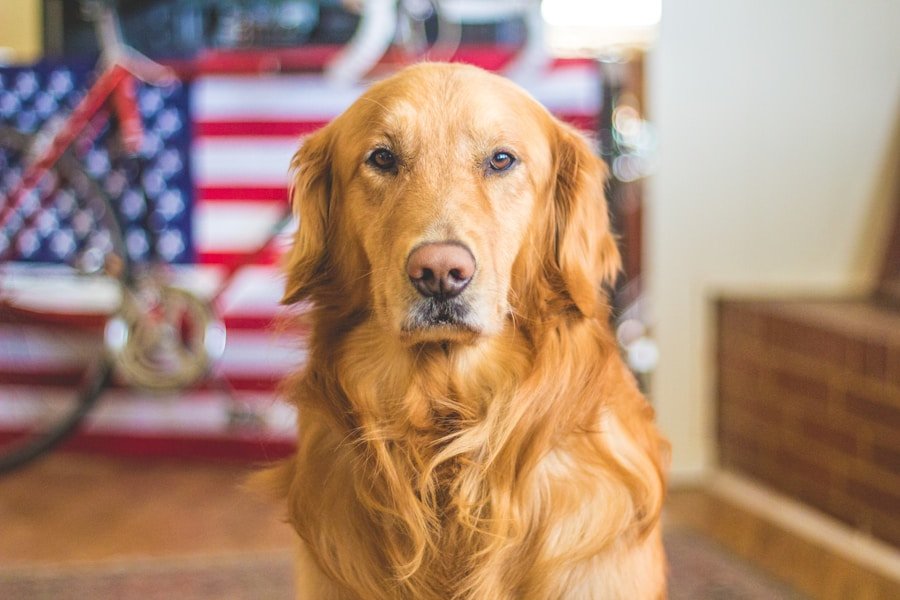 From the Farm to Fido: How to Provide Nutritious and Delicious Food for Your Working Dog